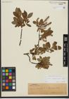 Foto von Salix waldsteiniana Willd.